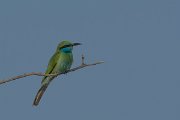 DPPhotography - Oman - Green bee-eater - H