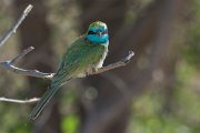 DPPhotography - Oman - Green bee-eater - I