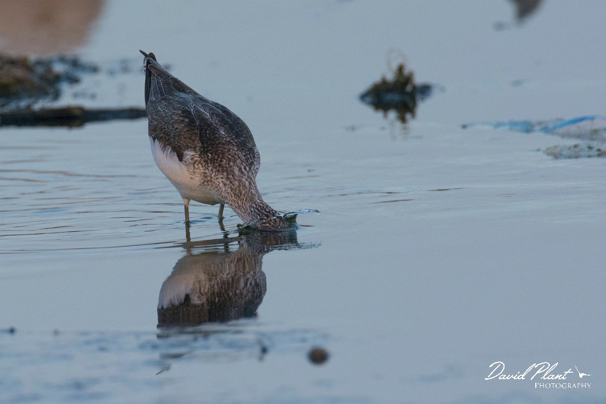 DPPhotography - Oman - Greenshank - A.jpg - Greenshank - Masirah Island sewage works, Oman