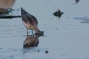 DPPhotography - Oman - Greenshank - A