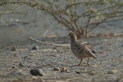 DPPhotography - Oman - Grey francolin - A