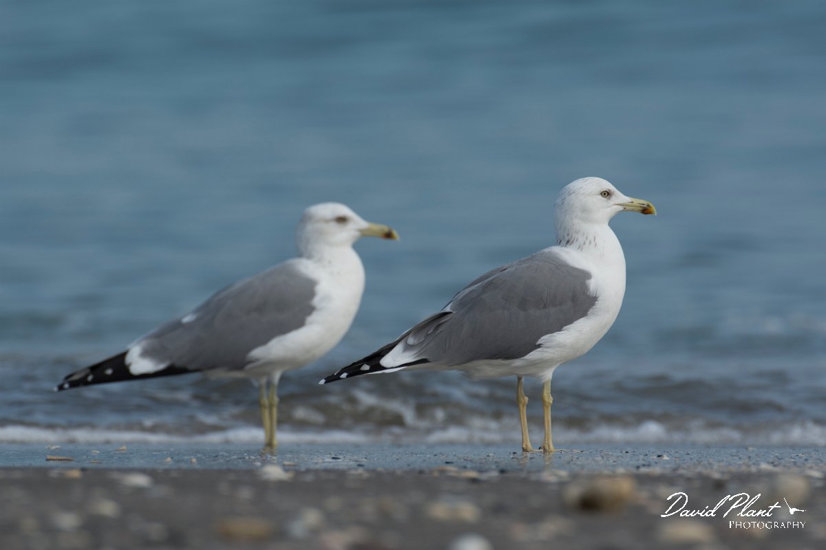 DPPhotography - Oman - Heuglin's gull - A.jpg - Heuglin's gull - Liwa, Oman
