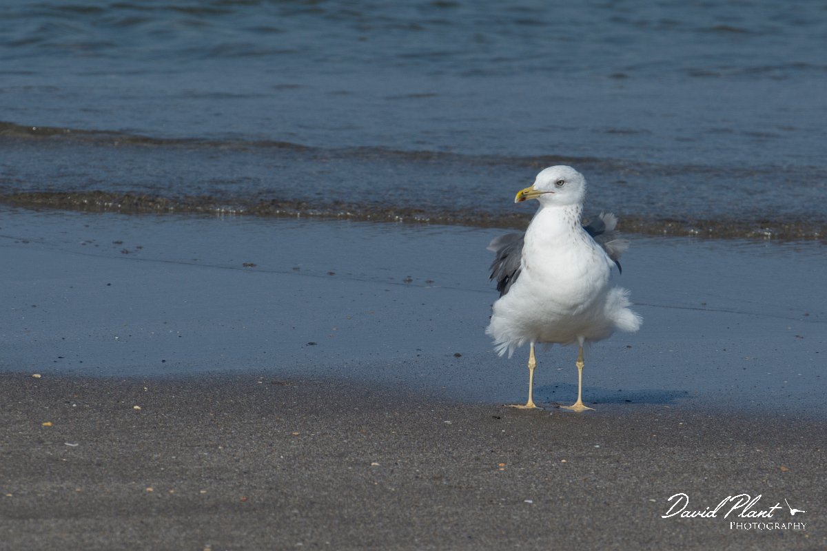 DPPhotography - Oman - Heuglin's gull - G.jpg - Heuglin's gull - Qurayyat, Oman
