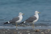 DPPhotography - Oman - Heuglin's gull - A