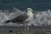 DPPhotography - Oman - Heuglin's gull - B