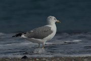 DPPhotography - Oman - Heuglin's gull - C