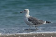 DPPhotography - Oman - Heuglin's gull - E