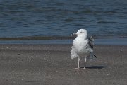 DPPhotography - Oman - Heuglin's gull - F