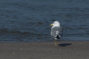 DPPhotography - Oman - Heuglin's gull - H