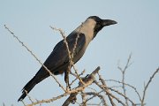 DPPhotography - Oman - House crow - A