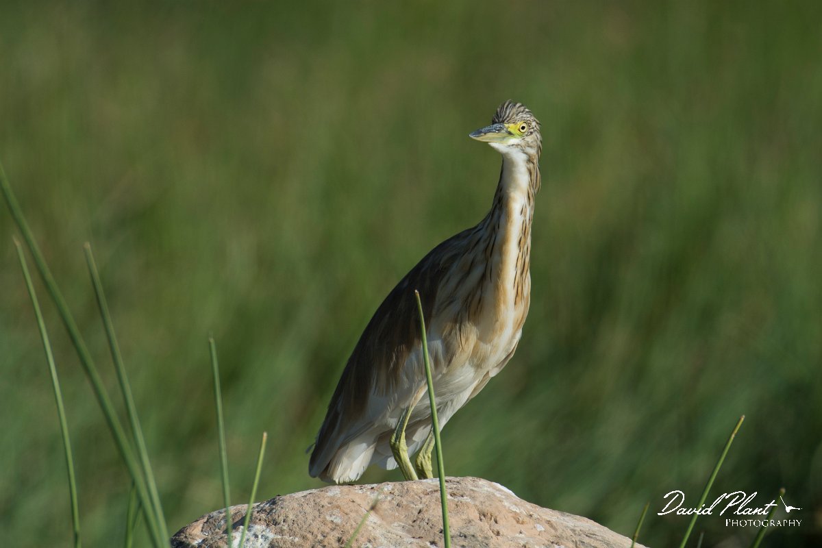 DPPhotography - Oman - Indian pond heron - B.jpg - Indian pond heron - Khawri Rawri North, Oman