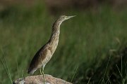 DPPhotography - Oman - Indian pond heron - A