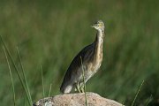 DPPhotography - Oman - Indian pond heron - B