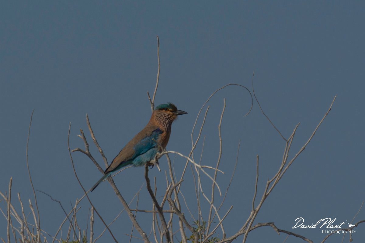 DPPhotography - Oman - Indian roller - A.jpg - Indian roller - Daghmar, Oman