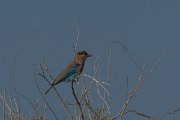 DPPhotography - Oman - Indian roller - A