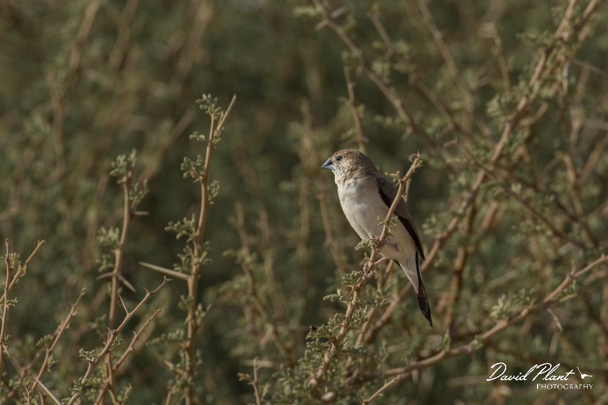 DPPhotography - Oman - Indian silverbill - A.jpg - Indian silverbill - Fossil Valley, Oman