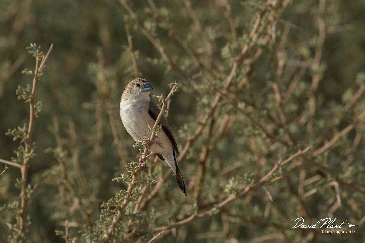 DPPhotography - Oman - Indian silverbill - B.jpg - Indian silverbill - Fossil Valley, Oman