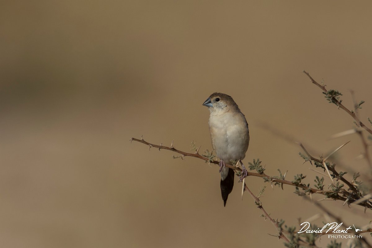 DPPhotography - Oman - Indian silverbill - D.jpg - Indian silverbill - Fossil Valley, Oman