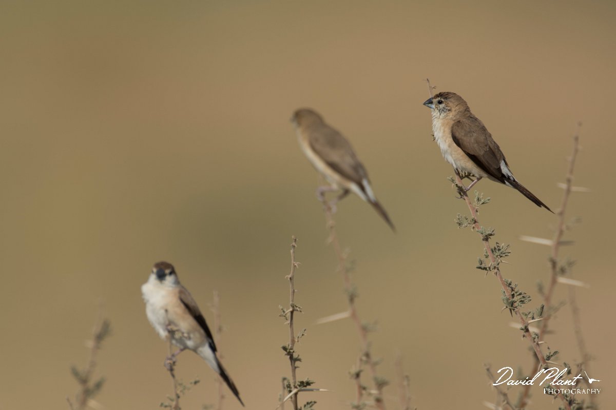 DPPhotography - Oman - Indian silverbill - E.jpg - Indian silverbill - Fossil Valley, Oman