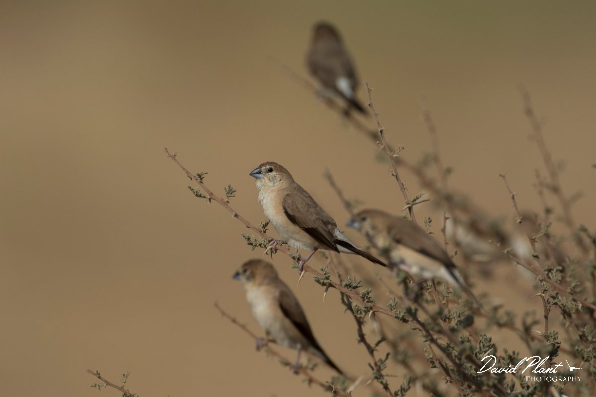 DPPhotography - Oman - Indian silverbill - F.jpg - Indian silverbill - Fossil Valley, Oman