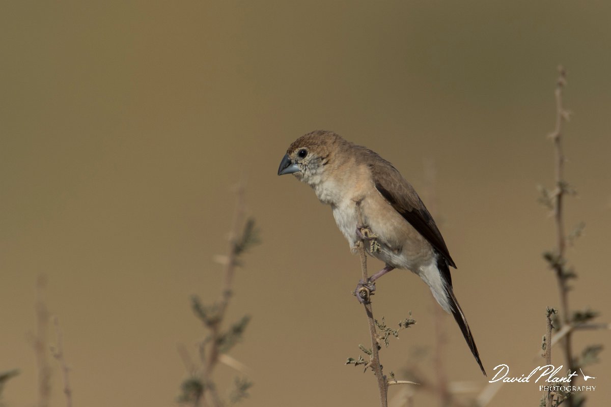 DPPhotography - Oman - Indian silverbill - G.jpg - Indian silverbill - Fossil Valley, Oman