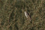 DPPhotography - Oman - Indian silverbill - A