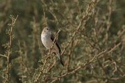 DPPhotography - Oman - Indian silverbill - B