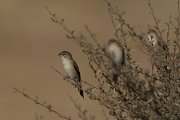 DPPhotography - Oman - Indian silverbill - C
