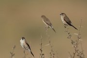 DPPhotography - Oman - Indian silverbill - E