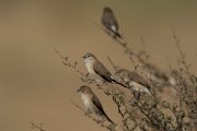 DPPhotography - Oman - Indian silverbill - F