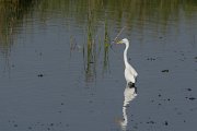 DPPhotography - Oman - Intermediate egret - C