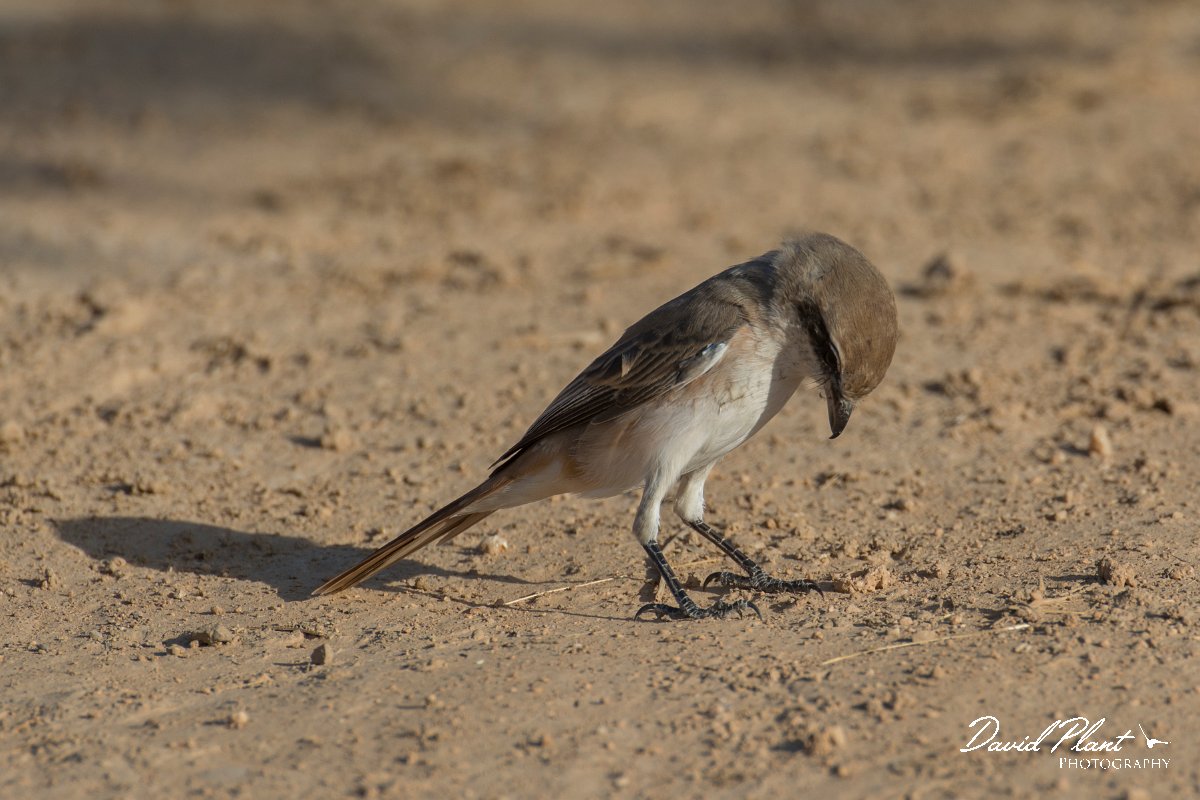 DPPhotography - Oman - Isabelline shrike - A.jpg - Isabelline shrike - Ain Tobruq, Oman