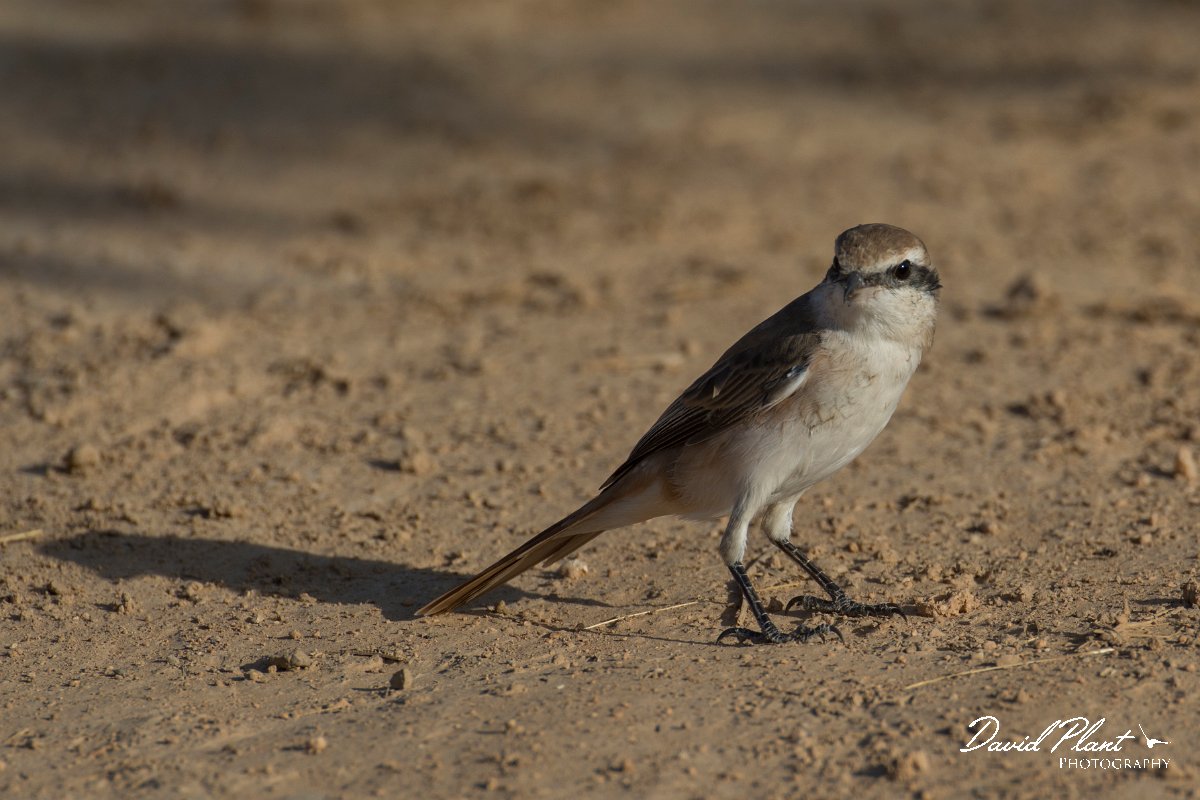 DPPhotography - Oman - Isabelline shrike - B.jpg - Isabelline shrike - Ain Tobruq, Oman