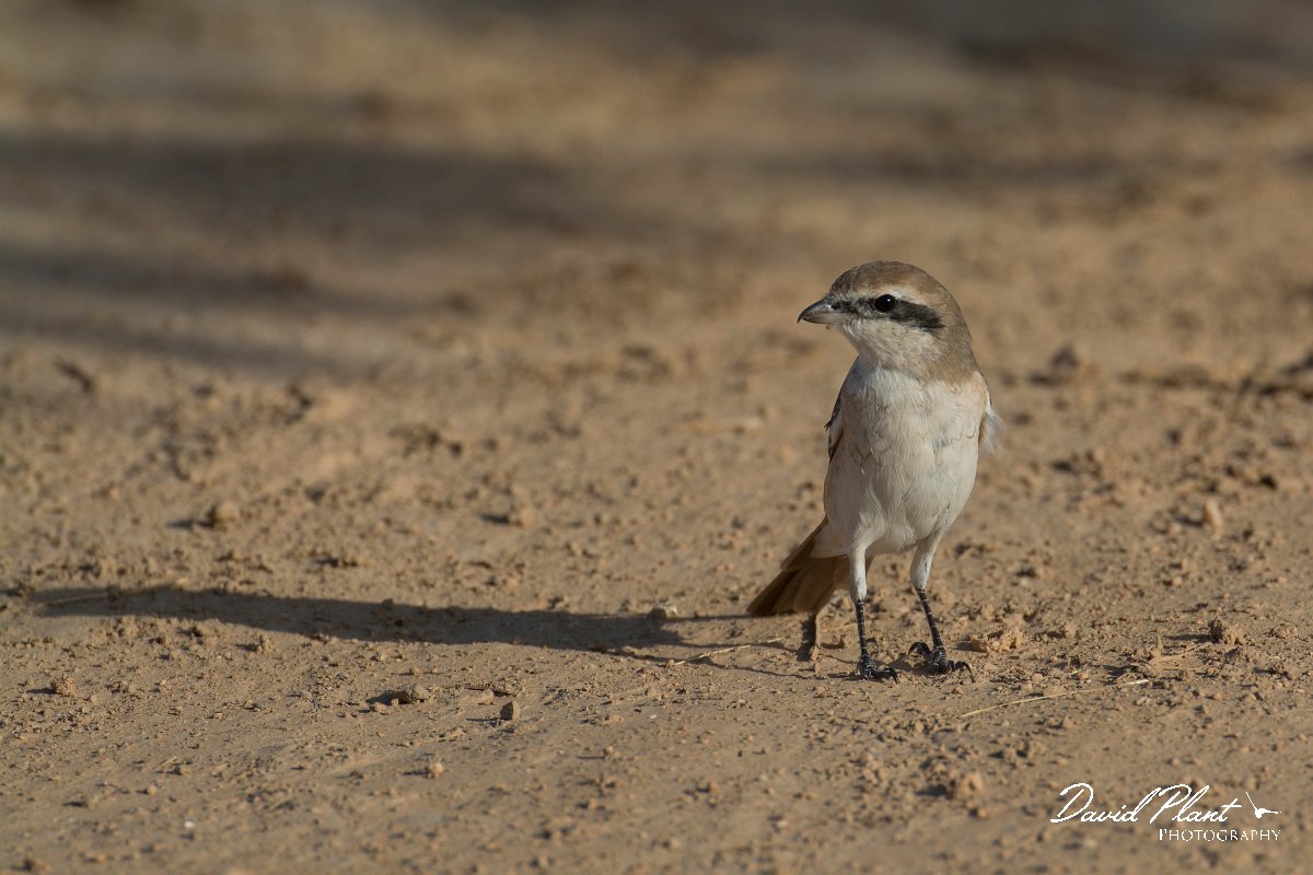 DPPhotography - Oman - Isabelline shrike - C.jpg - Isabelline shrike - Ain Tobruq, Oman
