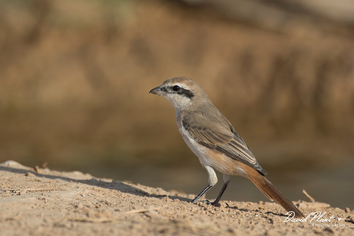 DPPhotography - Oman - Isabelline shrike - D.jpg - Isabelline shrike - Ain Tobruq, Oman