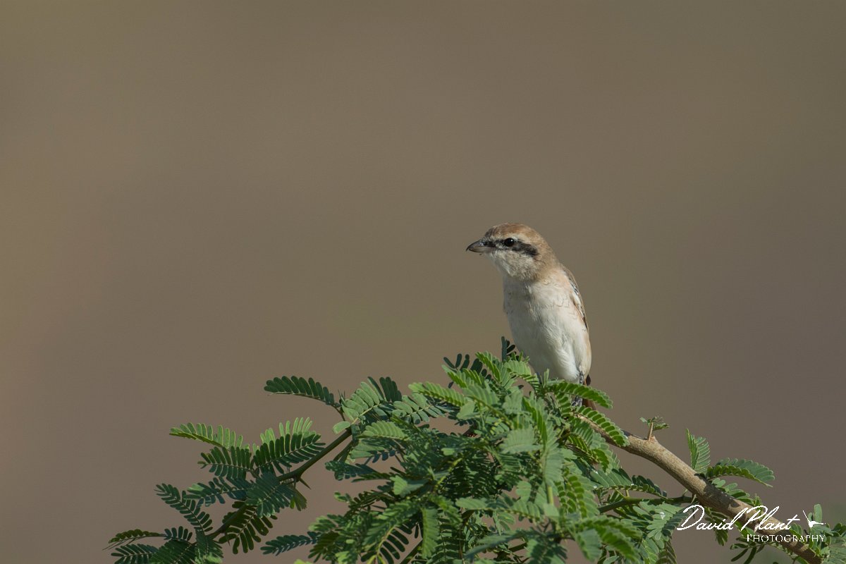 DPPhotography - Oman - Isabelline shrike - E.jpg - Isabelline shrike - Ain Tobruq, Oman