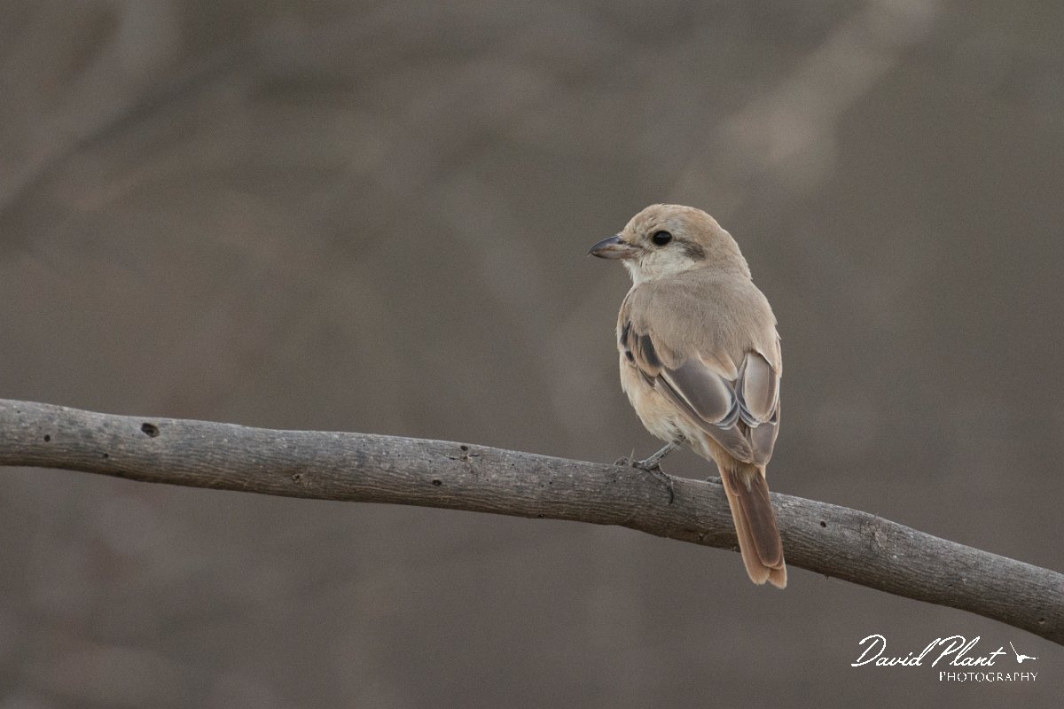 DPPhotography - Oman - Isabelline shrike - F.jpg - Isabelline shrike - Khawri Rawri North, Oman