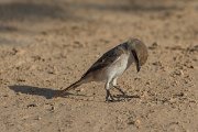 DPPhotography - Oman - Isabelline shrike - A