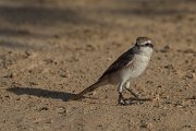 DPPhotography - Oman - Isabelline shrike - B