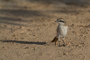 DPPhotography - Oman - Isabelline shrike - C