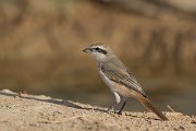 DPPhotography - Oman - Isabelline shrike - D