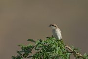 DPPhotography - Oman - Isabelline shrike - E