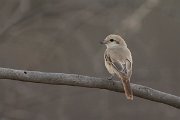 DPPhotography - Oman - Isabelline shrike - F