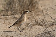 DPPhotography - Oman - Isabelline wheatear - A