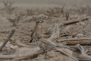 DPPhotography - Oman - Isabelline wheatear - B