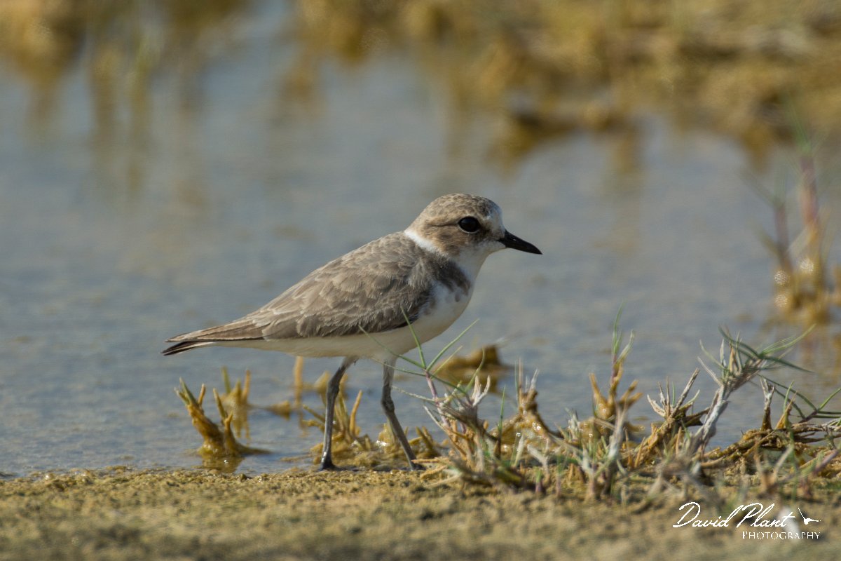 DPPhotography - Oman - Kentish plover - A.jpg - Kentish plover - East Khawr, Oman