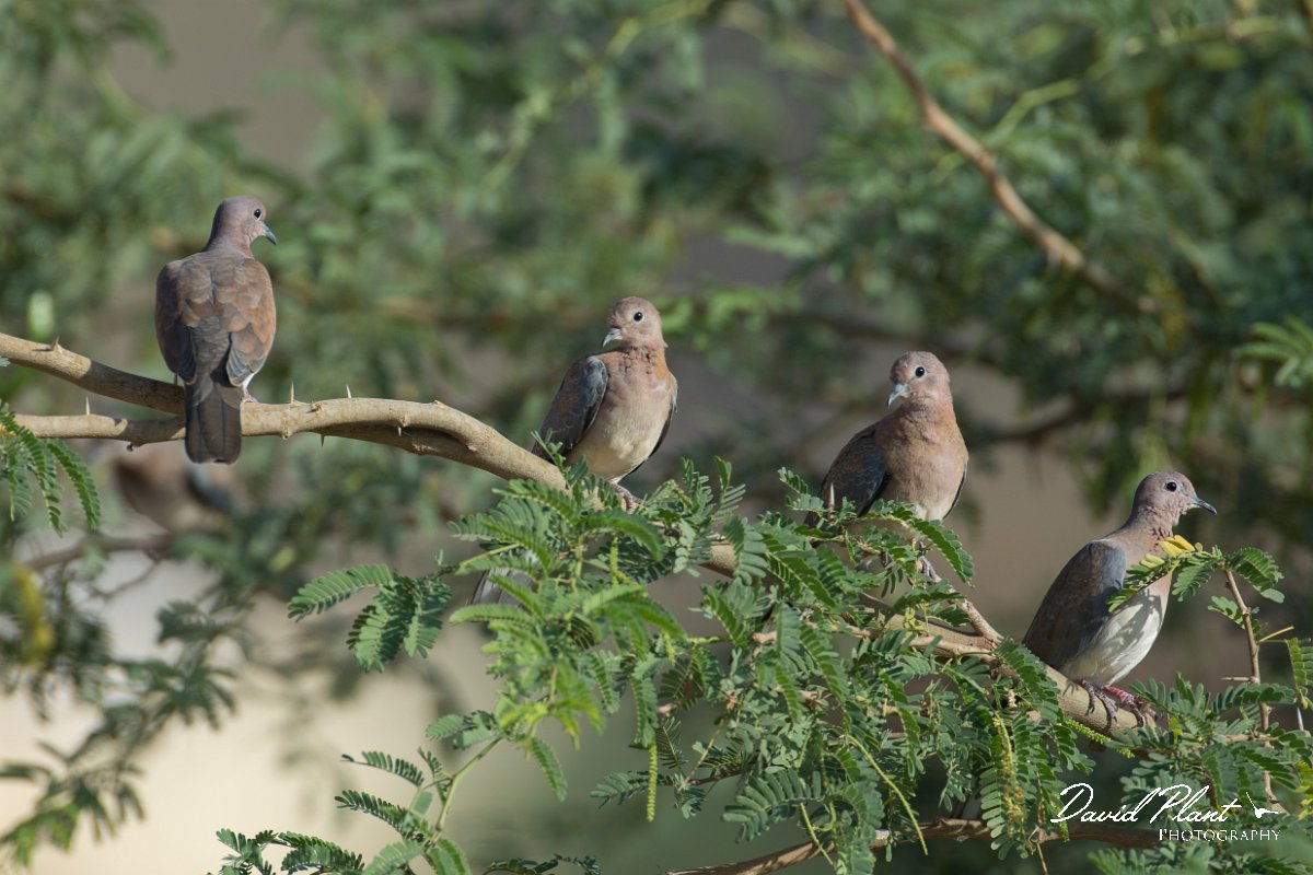 DPPhotography - Oman - Laughing dove - A.jpg - Laughing dove - Ain Tobruq, Oman