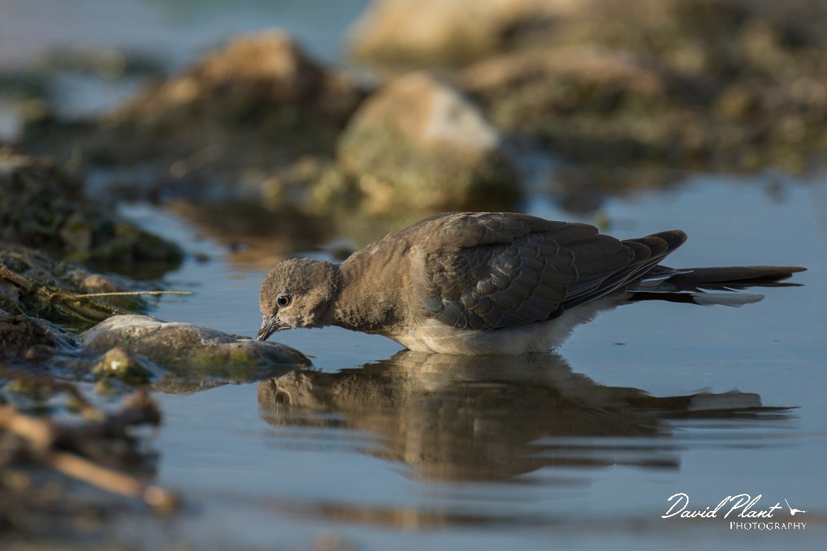 DPPhotography - Oman - Laughing dove - B.jpg - Laughing dove - Ain Tobruq, Oman