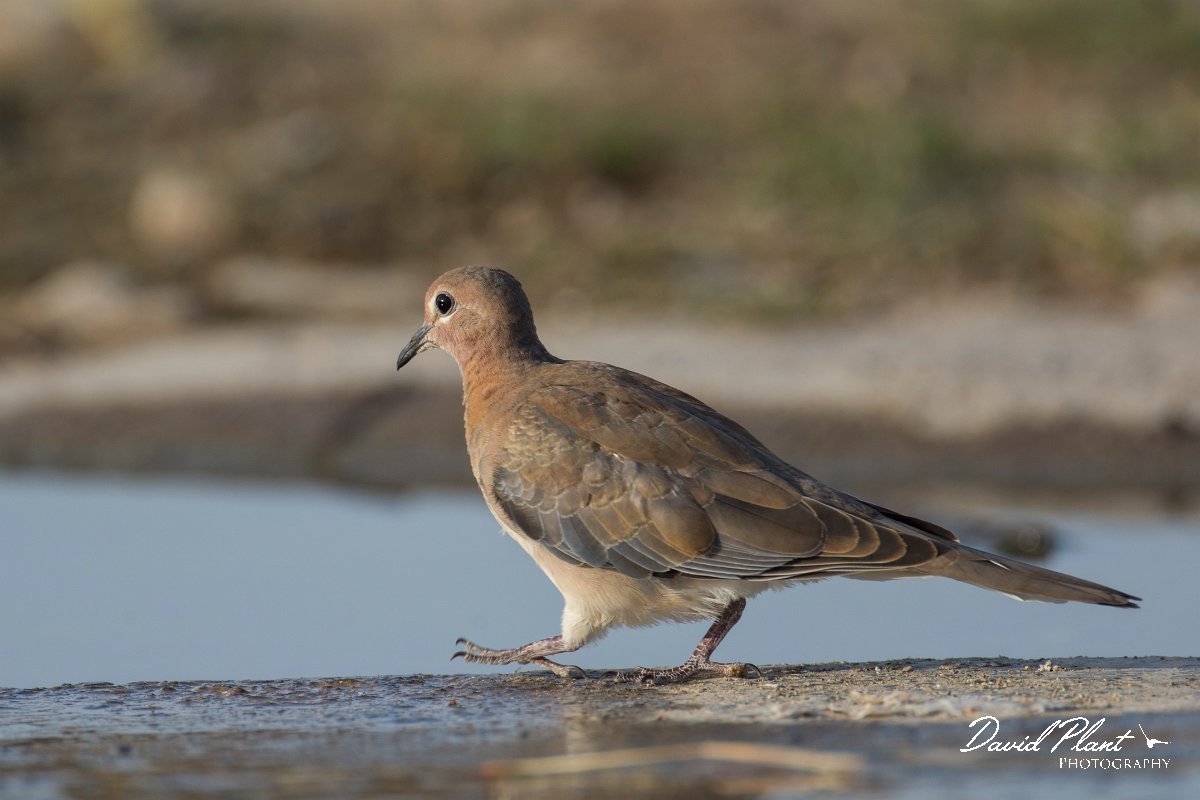 DPPhotography - Oman - Laughing dove - D.jpg - Laughing dove - Ain Tobruq, Oman
