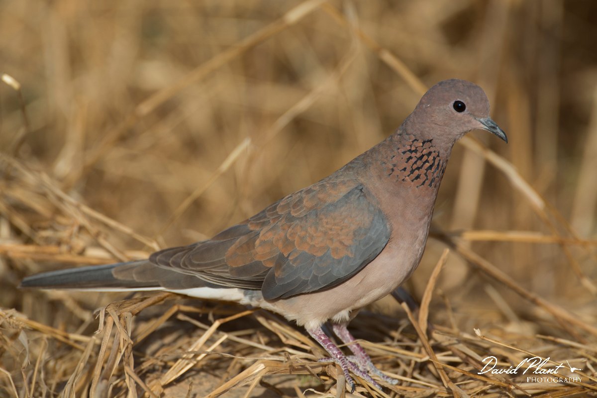DPPhotography - Oman - Laughing dove - E.jpg - Laughing dove - Ain Tobruq, Oman